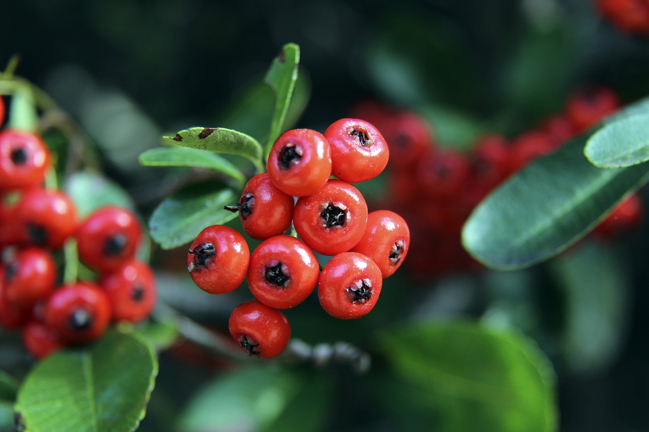 在對陣羅馬 在對陣羅馬