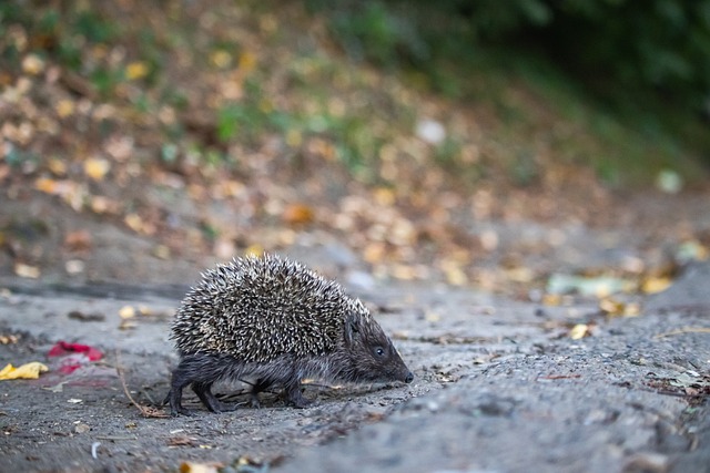 本届杭州亚 本届杭州亚