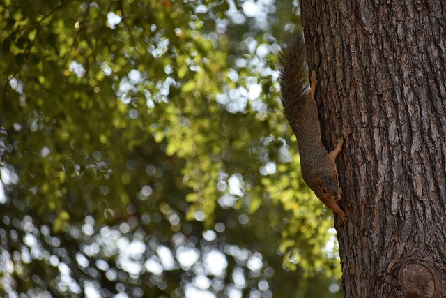 曾多次出现 曾多次出现